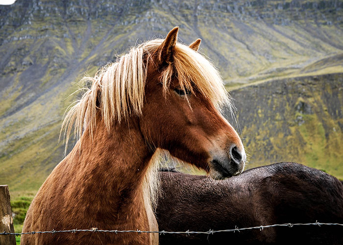 Horse Owner Doesn’t Let Her Overweight Friend Ride One Of The Animals, Gets Accused Of Body-Shaming Her Horse Owner Doesn’t Let Her Overweight Friend Ride One Of The Animals, Gets Accused Of Body-Shaming Her