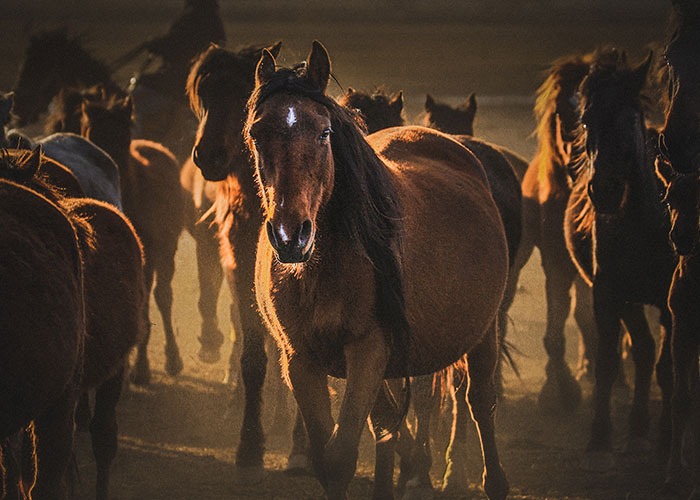 Horse Owner Doesn’t Let Her Overweight Friend Ride One Of The Animals, Gets Accused Of Body-Shaming Her Horse Owner Doesn’t Let Her Overweight Friend Ride One Of The Animals, Gets Accused Of Body-Shaming Her