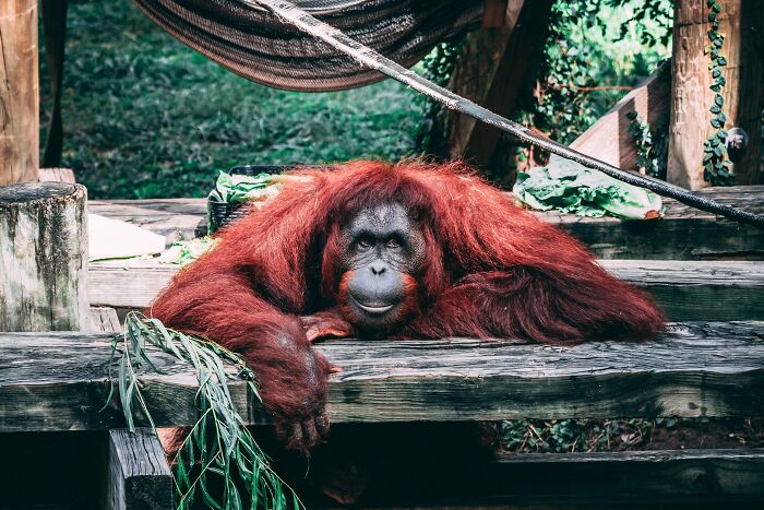 Monkey Hanging On The Wooden Log 