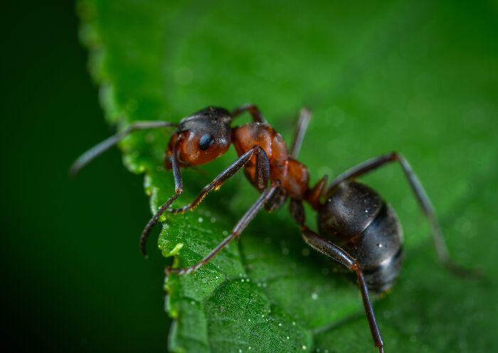 Ant on a green leaf 