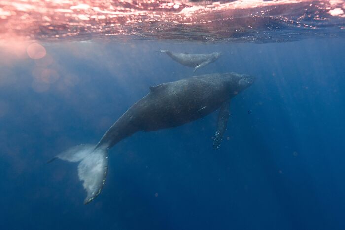 Two Humpback Whales swimming in the water 