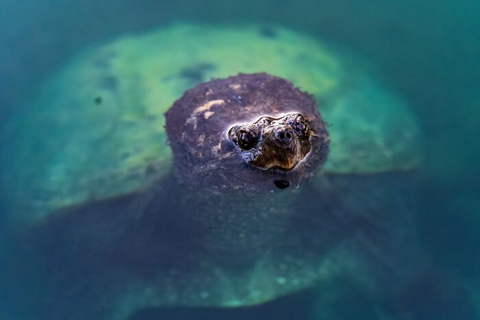 White-Throated Snapping Turtle coming out of the water 