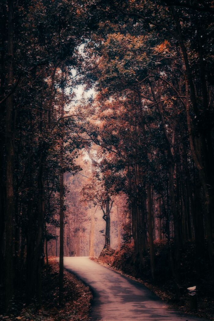 Forest road