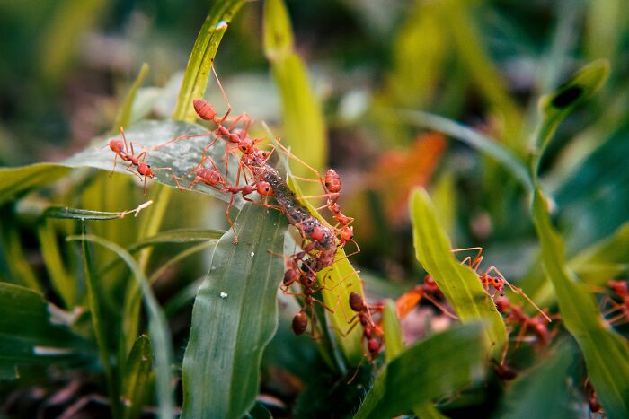 Multiple orange ants on the leaf