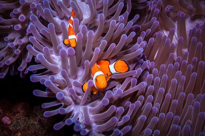 Two clown fishes at the bottom of the sea 