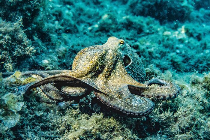 Octopus in the bottom of the sea 