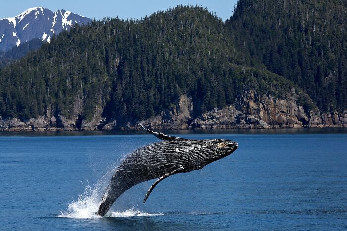 humpback whales jumping from the water 
