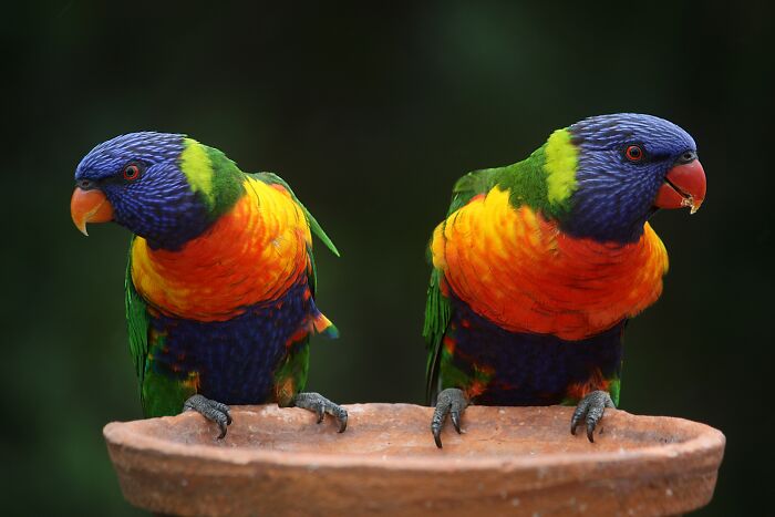 Two colorful Parrots sitting 