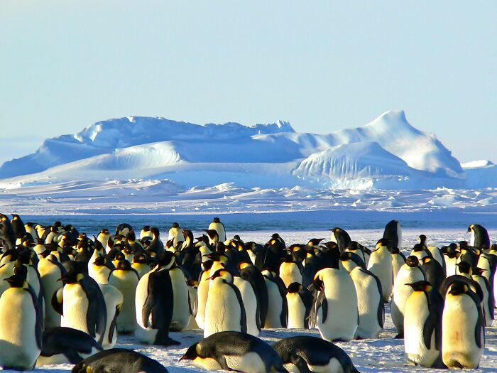 Penguins in Antarctica 