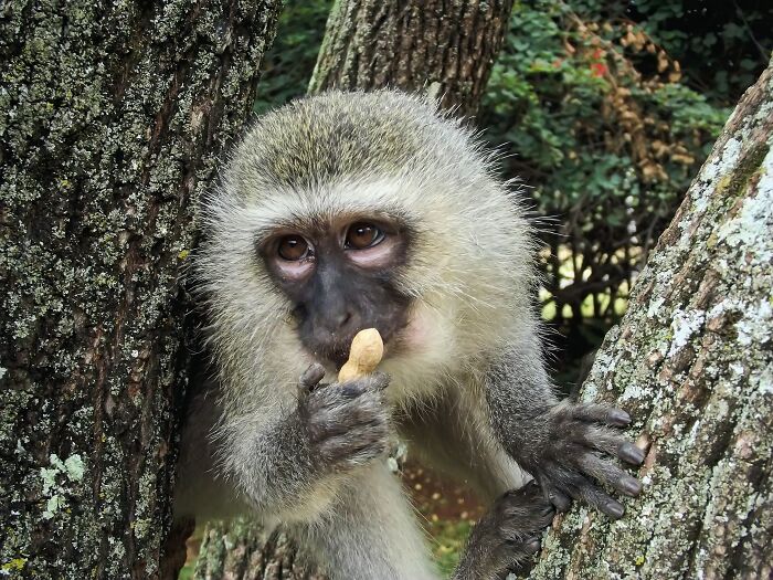 Vervet Monkey in a tree eating a nut 
