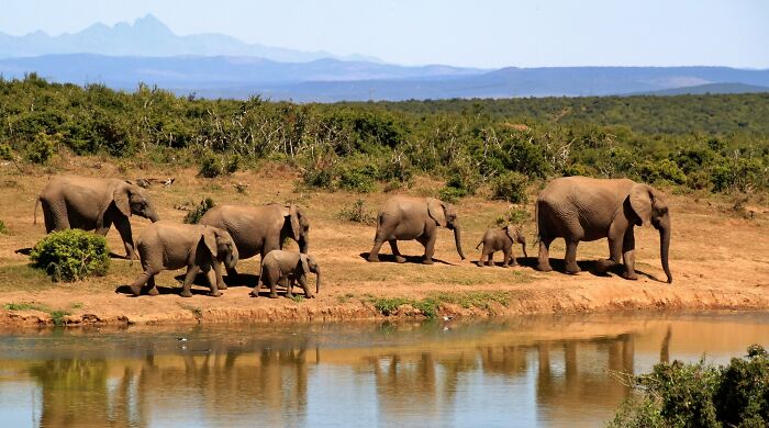 Multiple elephants walking in a safari near a river 