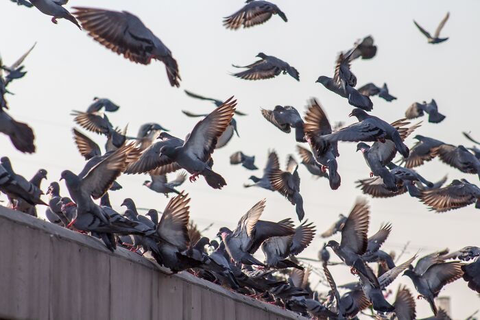 Multiple Pigeons flying near a wall 