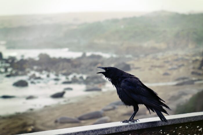 Crow shouting near the sea 