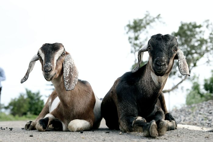 Two Goats laying on the road 
