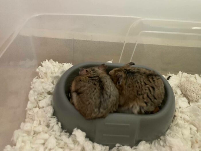 Sharing A Meal (Banana And Mango)