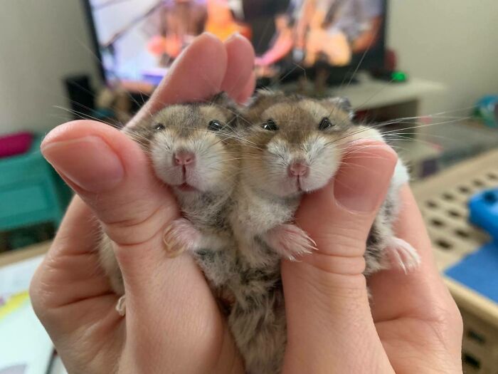 Twins Banana And Mango