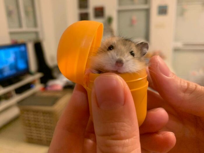 Cherry Pie. You'd Wish Your Kinder Eggs Arrive With Her