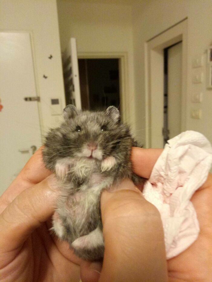 Cute Naive Cisco (Named Him After Cisco Ramon From "The Flash")