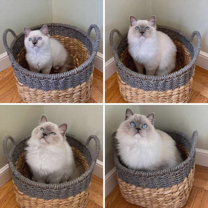 Our Floofy Girl From 16 Weeks To 1 Year!