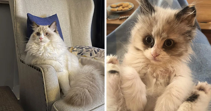 100 Ragdoll Cat Photos That Might Be The Cutest Thing You See Today