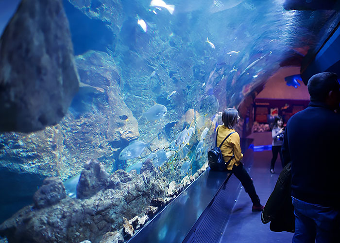Visit An Aquarium