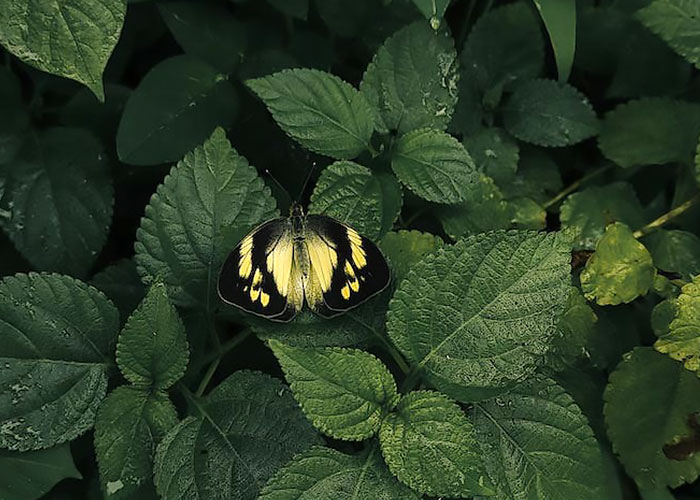 Visit A Butterfly Park