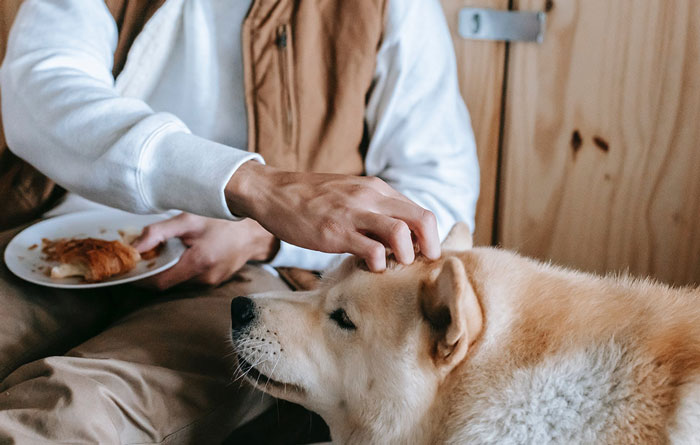 Give Some Love To Your Pet