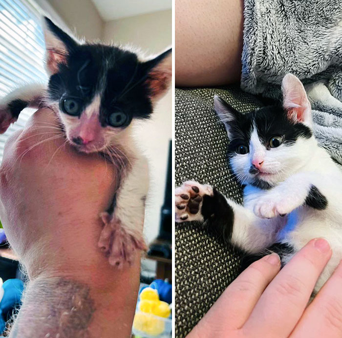 Today Marks One Month Since I Started Fostering Baby Gremlin. I Know It's Not Technically An Adoption, But It Will Be Once He's Neutered