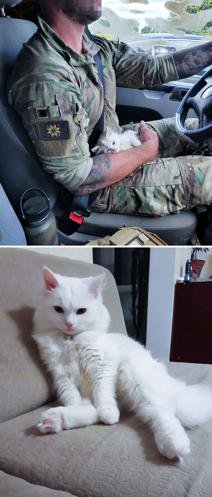 I Found A Scared Kitten In Ukraine, And Now He Is All Grown Up