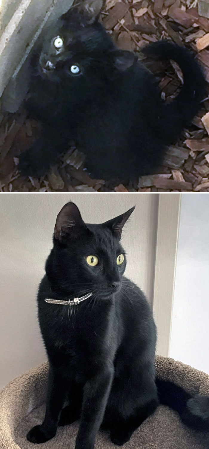 From A Tiny Abandoned Feral On A Mine Site To A King Of The Castle