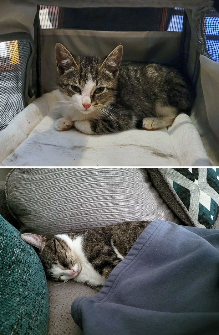 We Found Ernie Under Our Neighbors Shed While Their Kids Were Feeding Him Doritos. He Is Much Happier 8 Months Later Being In A Loving Home