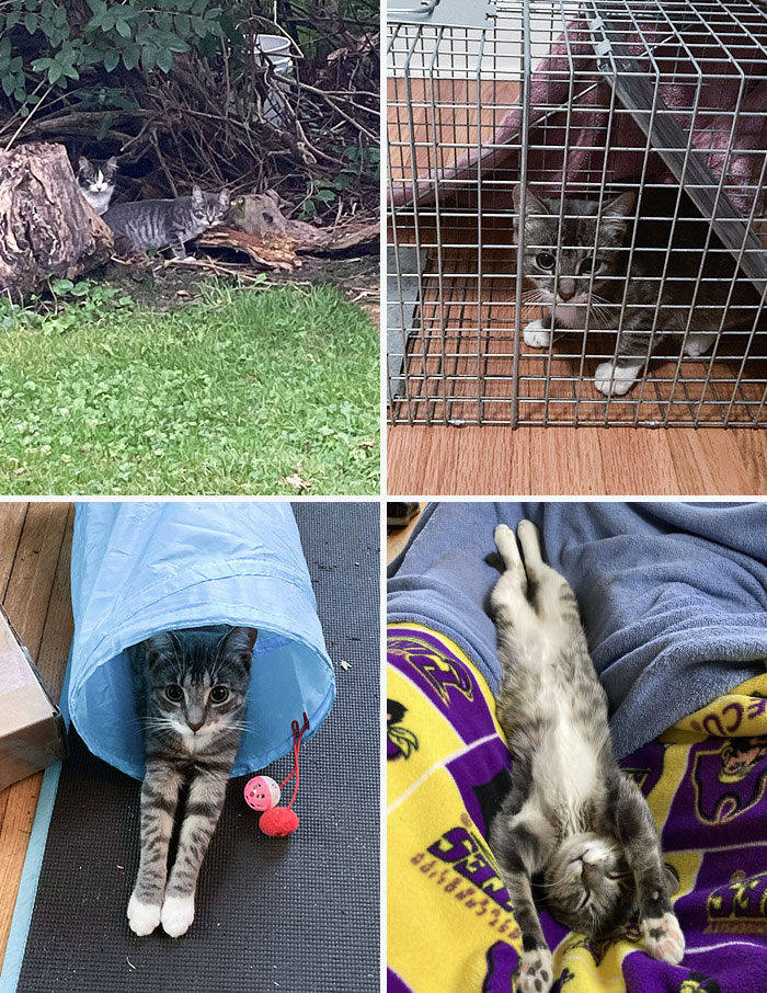 She Was A Feral Kitten From The Woods Next To My House. No One Wanted Her, But I Needed Her. Meet Cleo, My New Rescue Kitty