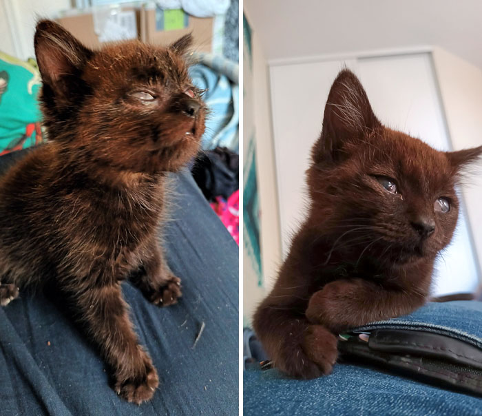 Arno From Being A Blind Stray Kitten To Still Vision-Impaired But Happy House Cat