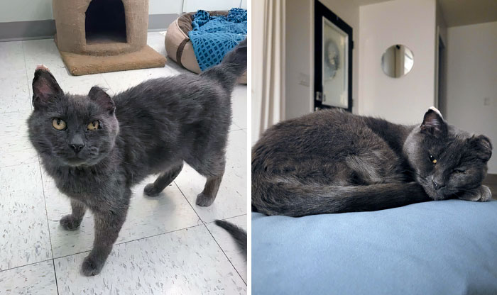 Pancake Was Found In An Abandoned Building With A Litter Of Kittens And One Ear. 4 Months Later, She's The Most Loving, Snuggly Cat I've Ever Met