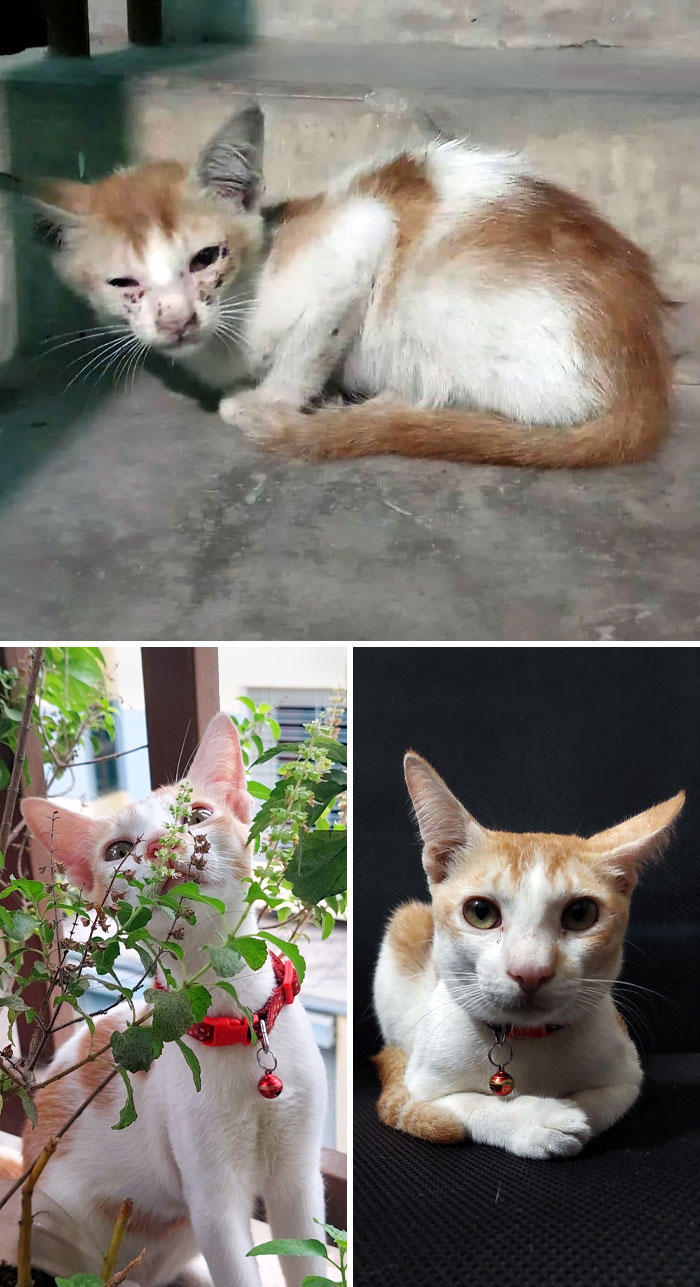 Geralt's Before And After I Adopted Him