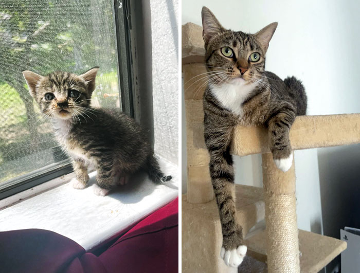 We Found This Girl At 3 Weeks Old Cuddling With Her Deceased Sister. She Was Weak, Full Of Fleas And Worms. But She Is Now A Year Old And Thriving. She's A Fighter