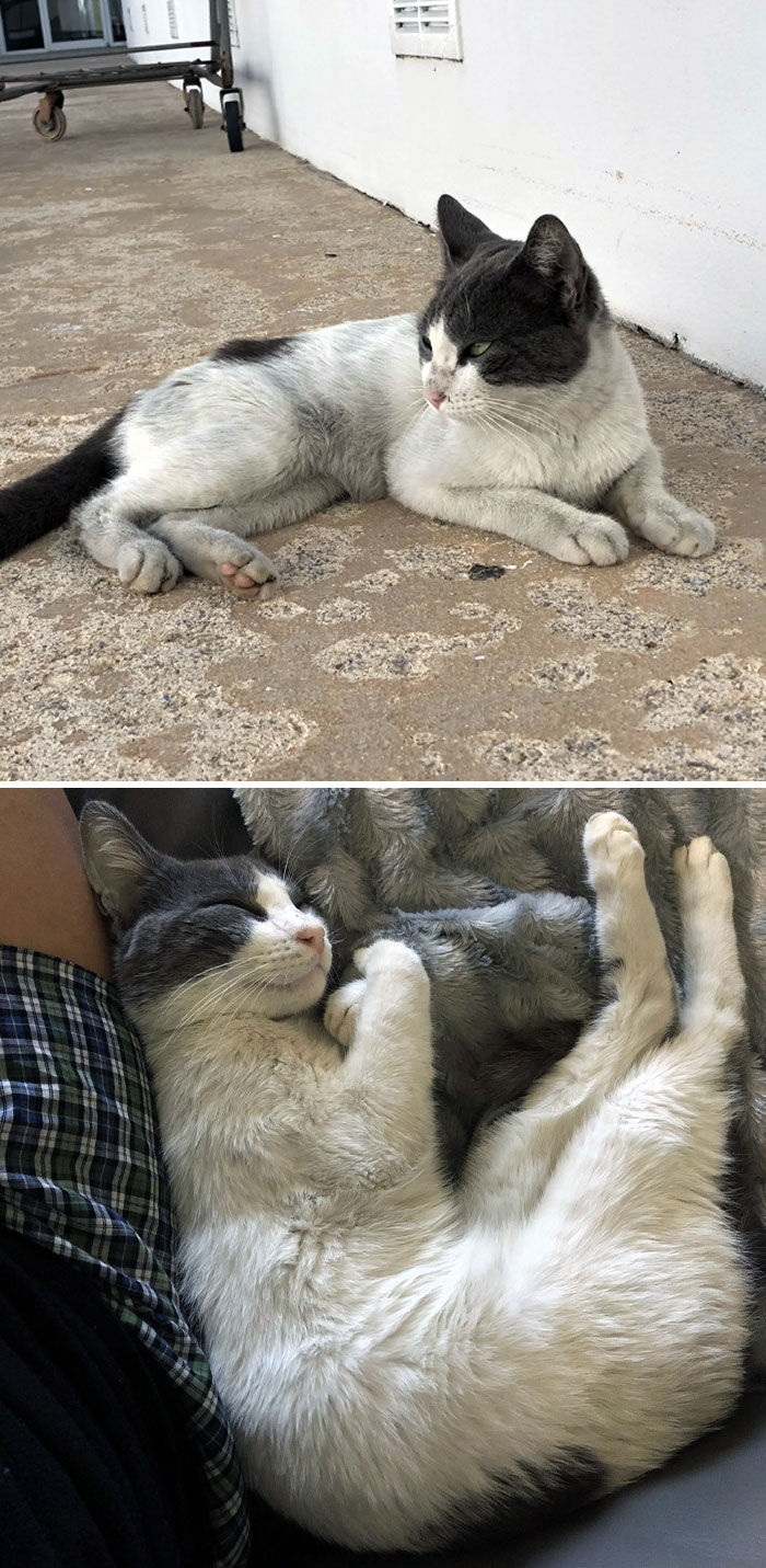 My Classmate Abandoned Shinzo On Campus. We Adopted This Sweetheart And Got Him Neutered. Now He's Clean And Spoiled