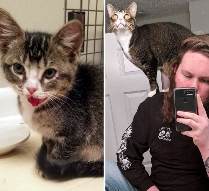 3 Years Ago Today, My Fiancee Found Dashi Outside Crying After Getting Injured By Something. Now She Likes To Act Like A Queen