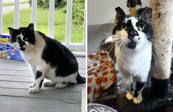 Hank Was A Feral Cat Living On The Streets With Heartworm And FIV, But After Three Years, He's My Office Cuddle Buddy