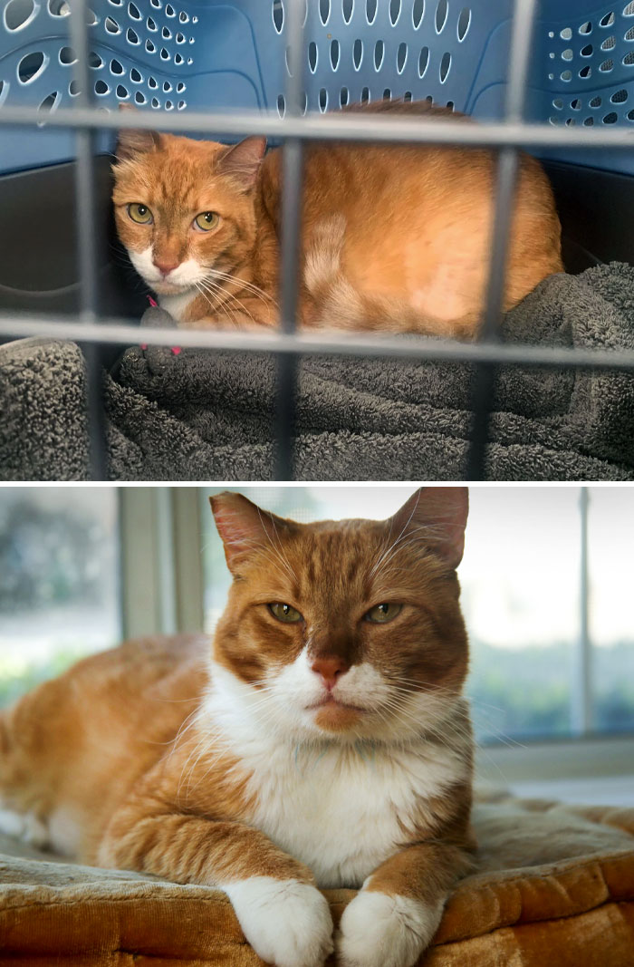 He Was Dumped On The Street By His Old Family. He Had Fleas, Tapeworms And Was Losing Fur. Now He's The Silliest And The Most Handsome Boy Looking For A Forever Home