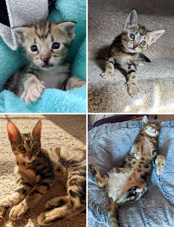 1 Year Ago, I Found This Tiny Kitten In The Middle Of The Parking Lot At My Work. Before And After