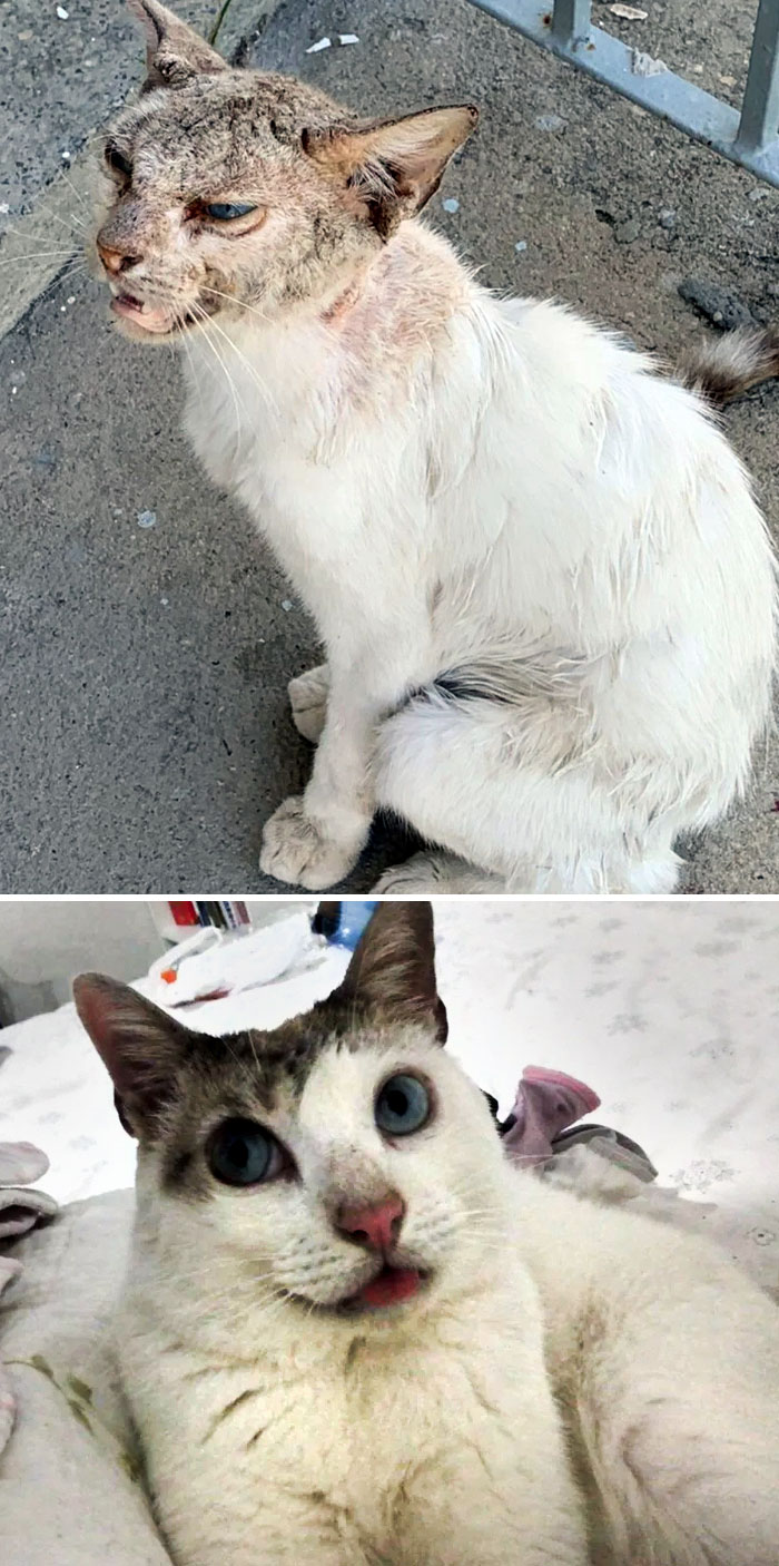 I Found Doutor In The Entrance Of A Hospital. He Was Unable To Meow, Move Properly Or Clean Himself. Now He's Living His Best Life With Other Kitty Siblings And My Dog