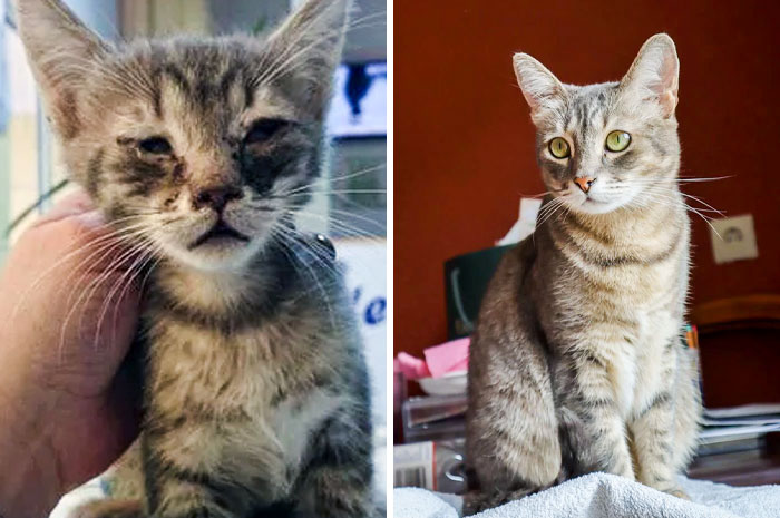 Found In A Dumpster With A Very Bad Eye Infection. Before And After