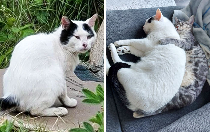 Mr. Moby When He Was Found And Several Months Later Sharing Snuggles With His Baby Sister