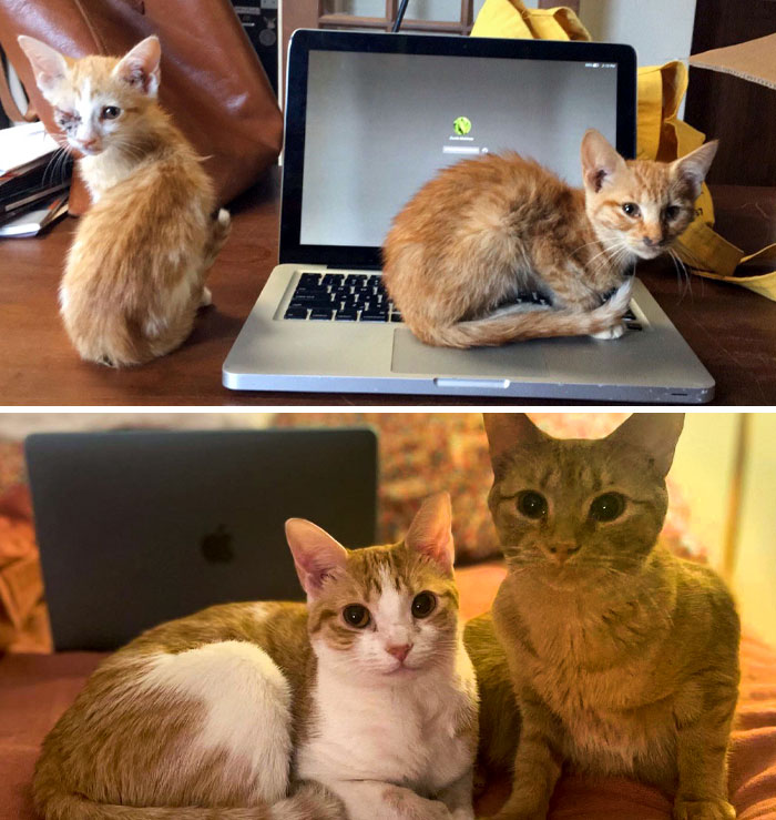 We Found Rabbit And Cricket In A Ditch In My Home State. My Friends Helped With Their Recovery, And Two Weeks Later, They Moved With Me To Chicago