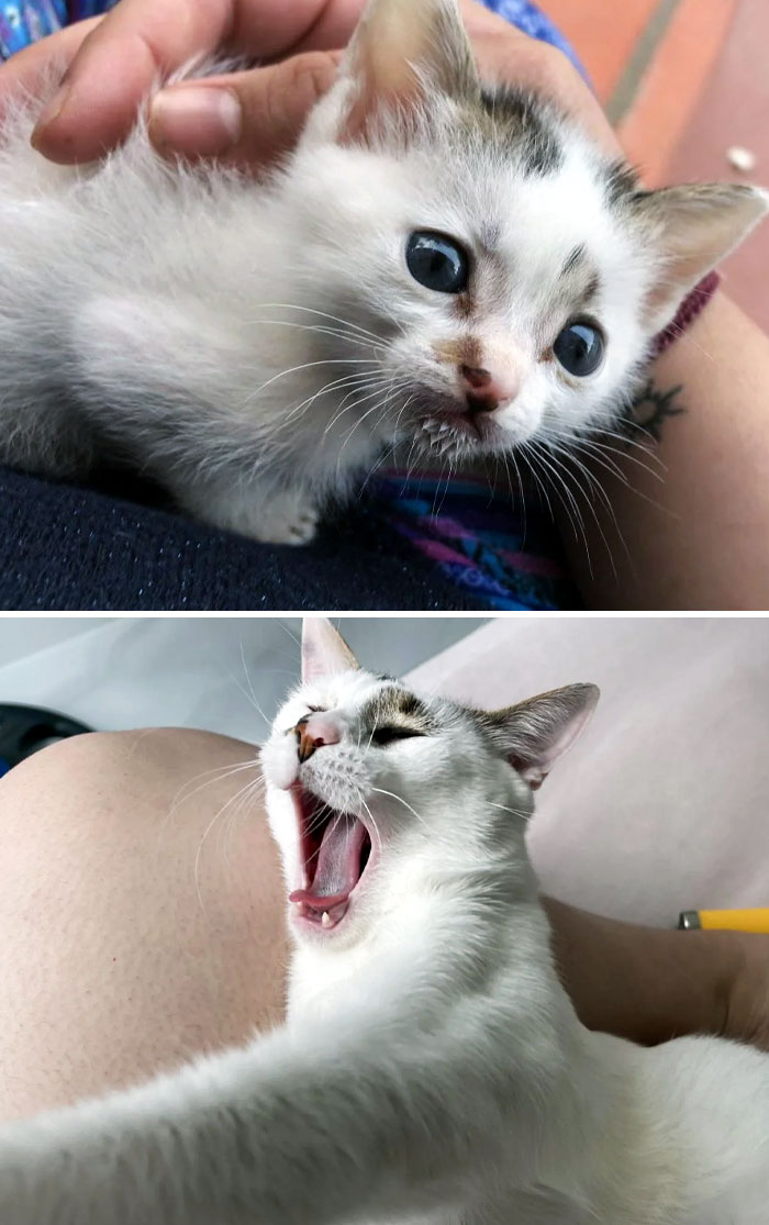 Before And After We Found Bonnie Alone, Stuck In A Barn With No Food Or Water. He Was 7 Weeks Old