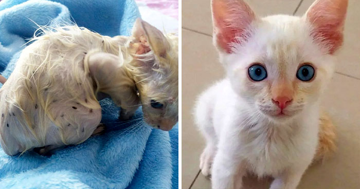 50 People Share How Their Beloved Cats Have Changed Since Being Adopted (New Pics)