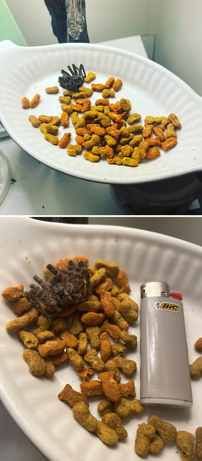 This Bag Of Meow Mix Had A Special Prize