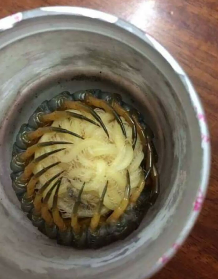 Madre ciempiés abrazando a sus crías