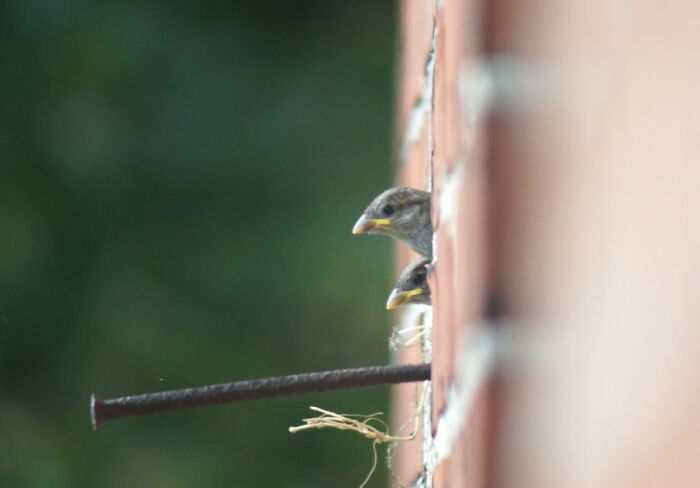 The House I Live In Has Built In Birds Nests And These Little Guys Were About To Explore The World